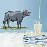 Milk (दूध)